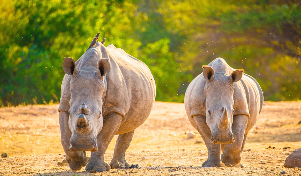 Два носорога бегут по горячему песку 