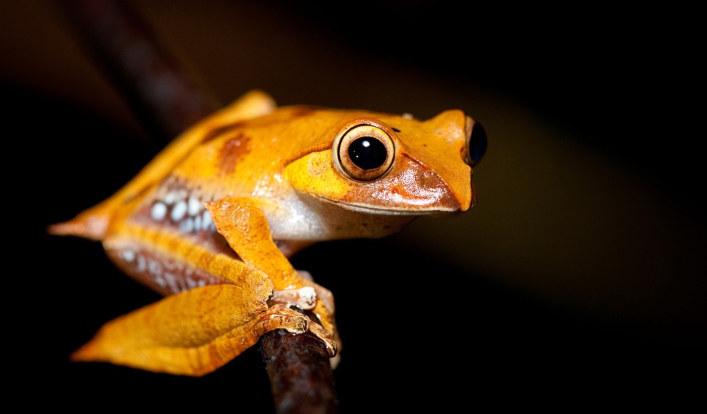 Желтая лягушка на ветке 