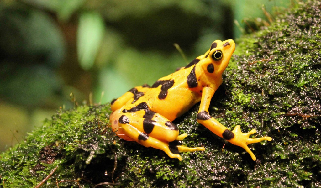 Желтая лягушка сидит на мокром мху