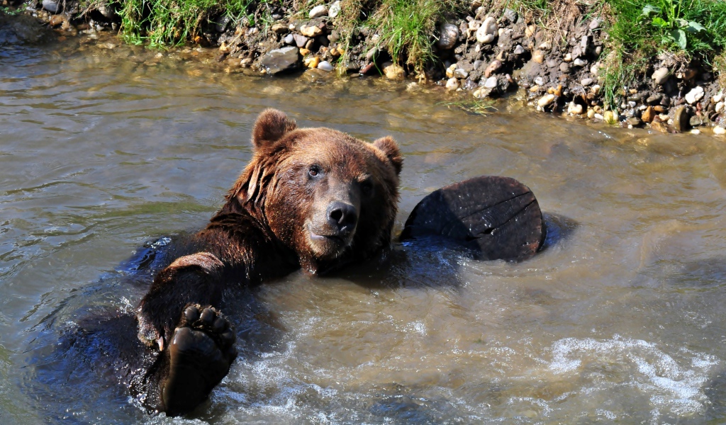 Большой бурый медведь купается в ручье
