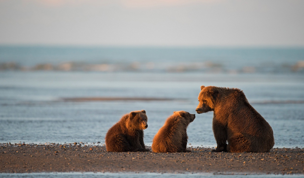 Big Brown Bear with cubs near the water