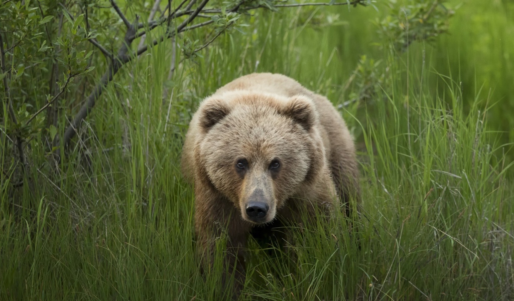 Большой бурый медведь в зеленой траве 