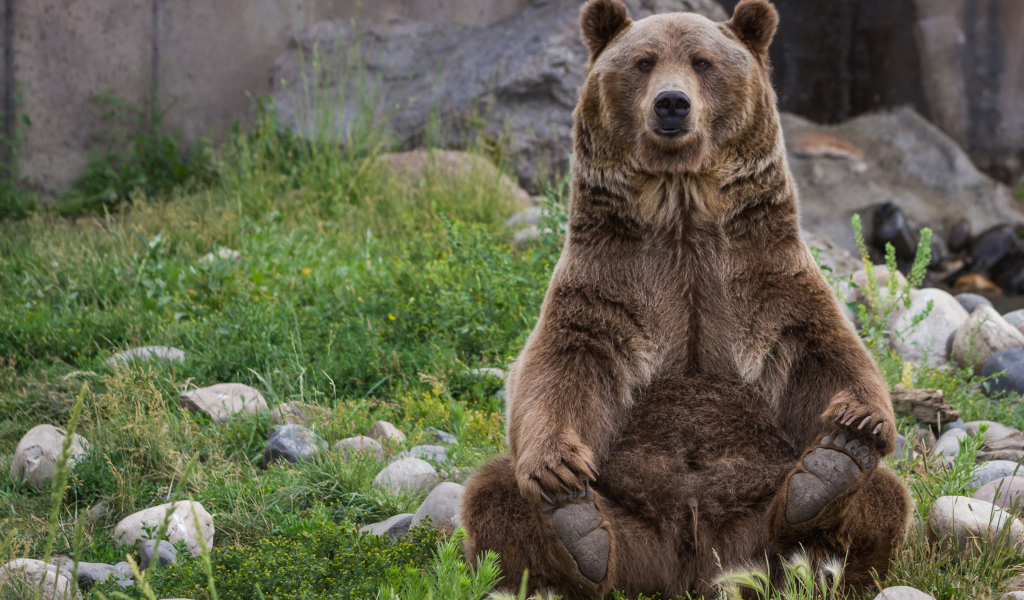 Большой бурый медведь сидит на зеленой траве