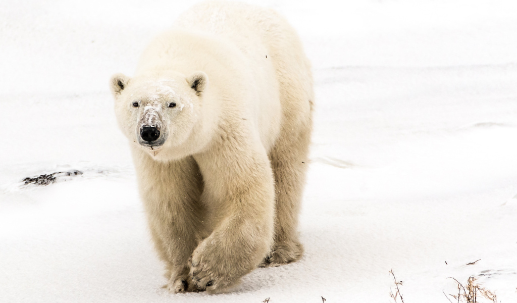 Большой грозный белый медведь идет по снегу
