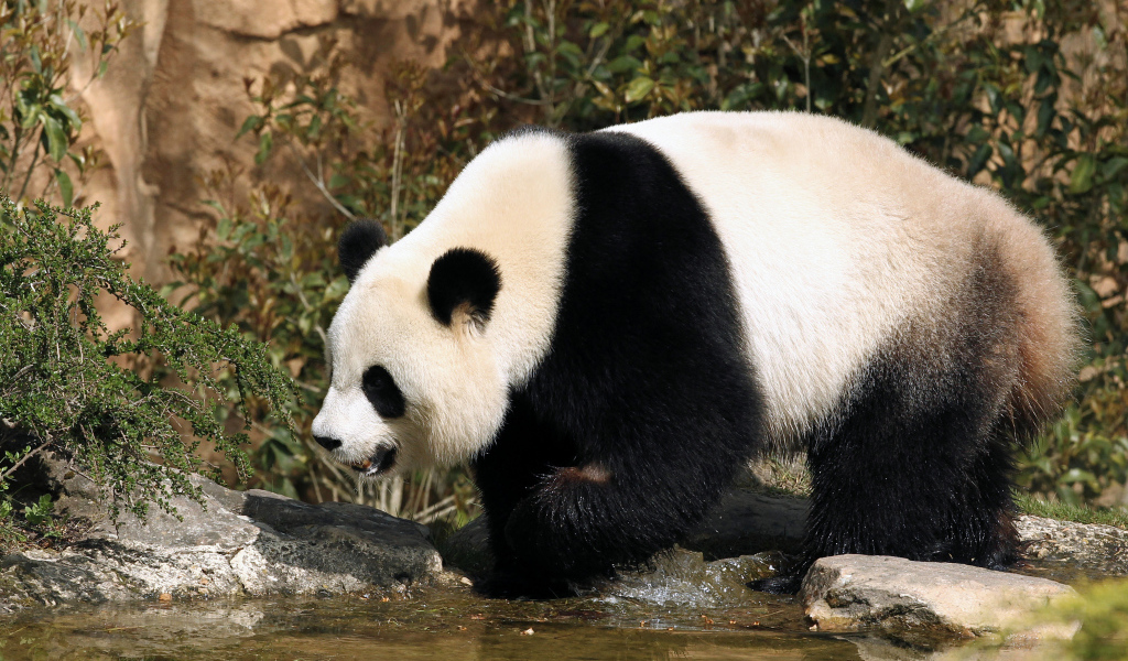 Большая панда идет по воде
