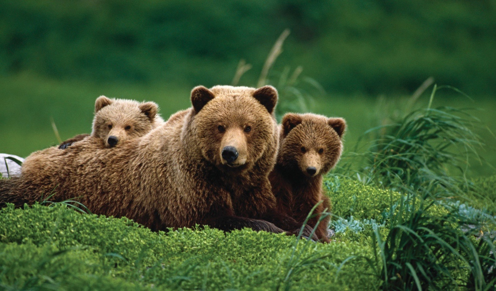Бурая медведица с медвежатами в зеленой траве