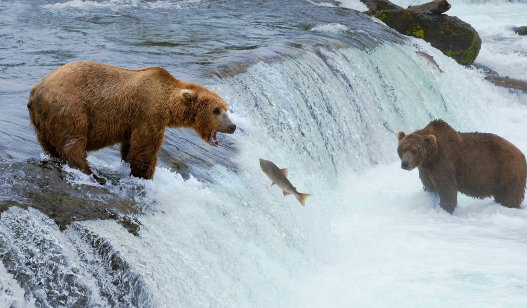 Бурые медведи ловят рыбу на реке