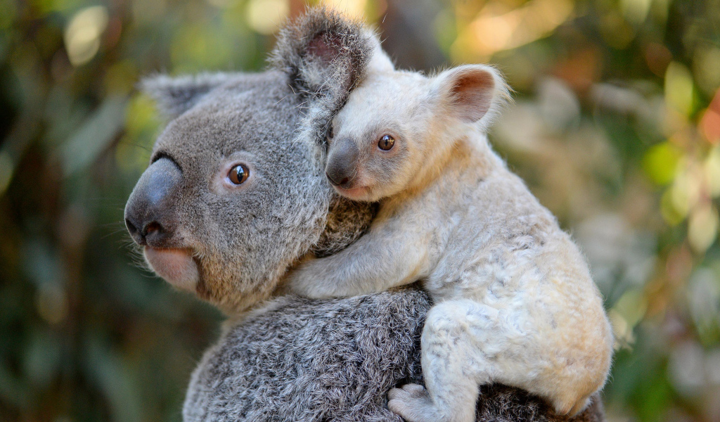 Коала с маленьким детенышем на спине