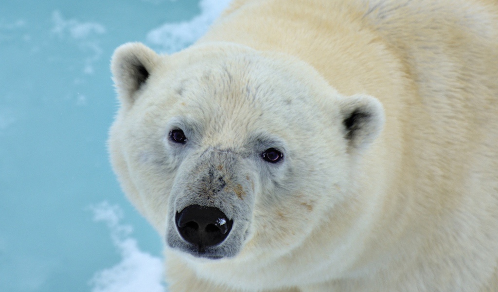 Большой полярный медведь крупным планом