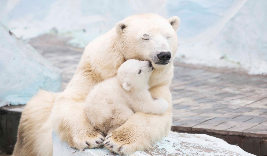 Большая белая медведица обнимает медвежонка
