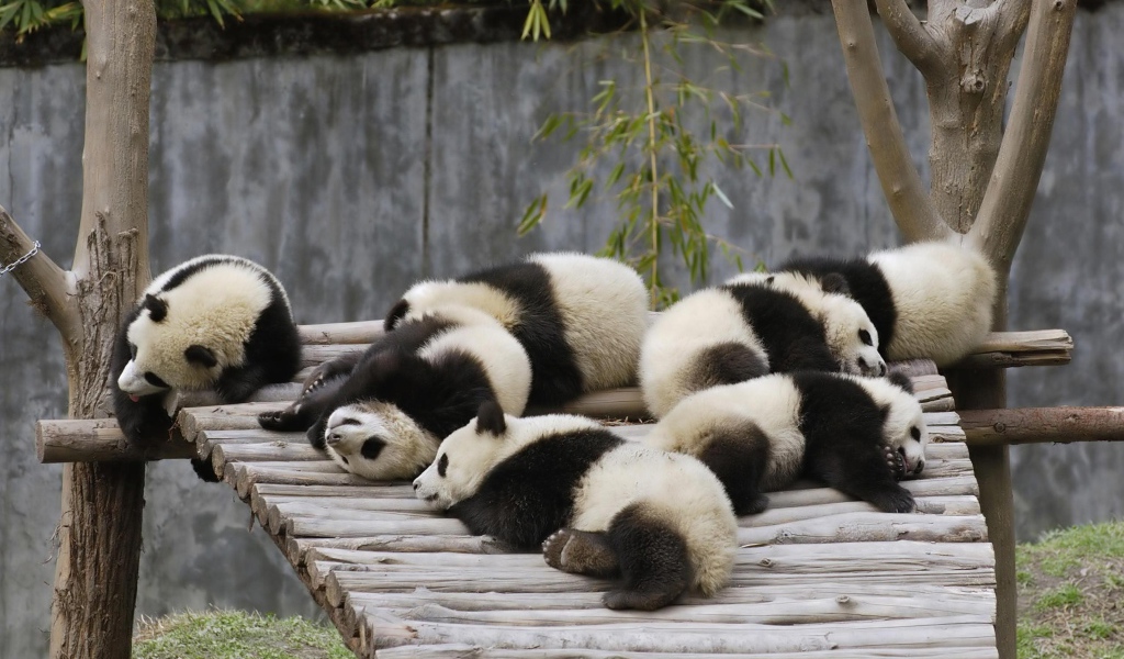 Маленькие милые панды спят на деревянном мосту