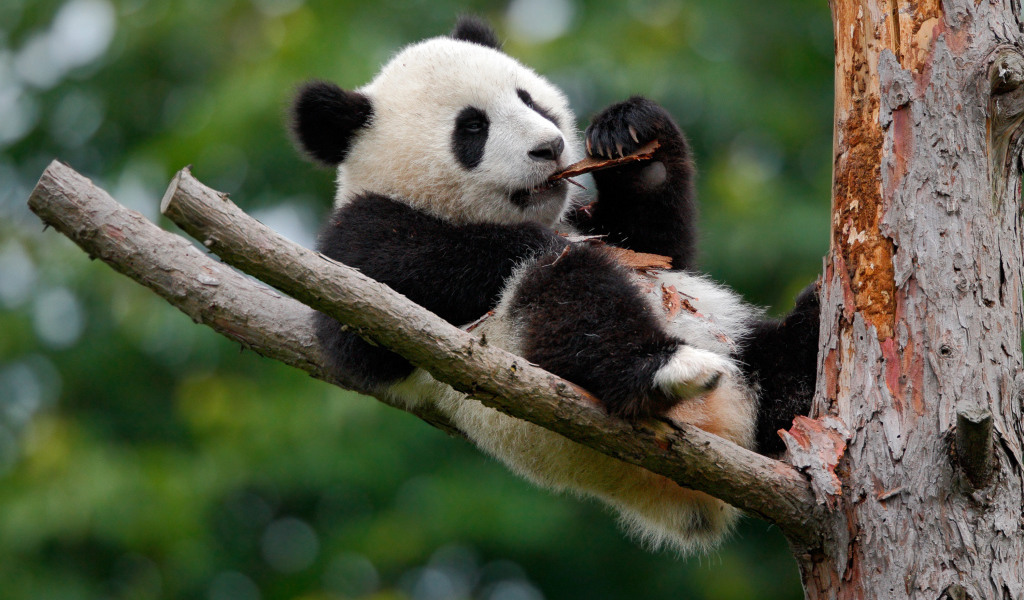 Панда грызет кору на дереве