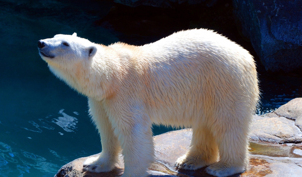 Белый медведь в зоопарке у воды