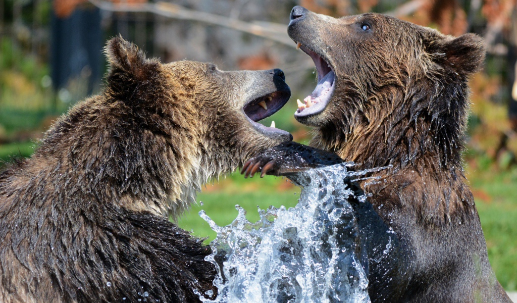 Два медведя дерутся в воде