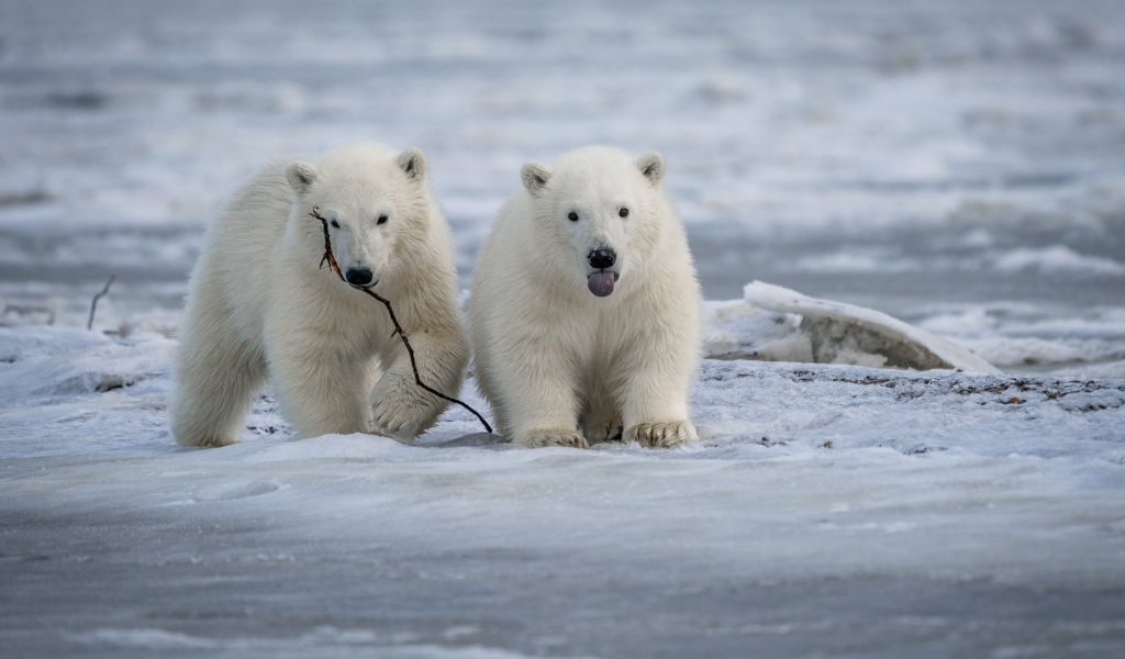 Два маленьких белых медвежонка на снегу