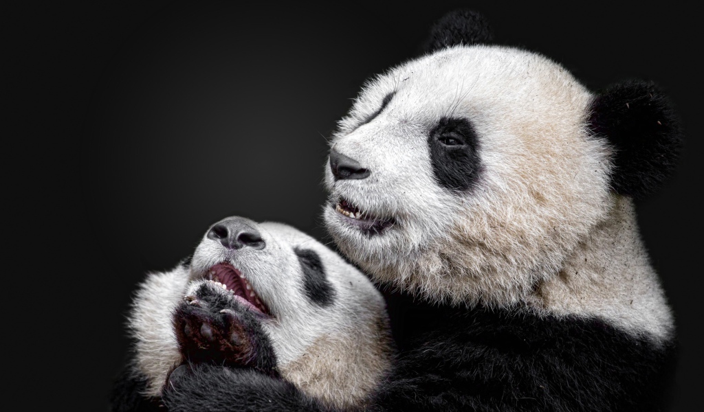 Две панды на сером фоне 