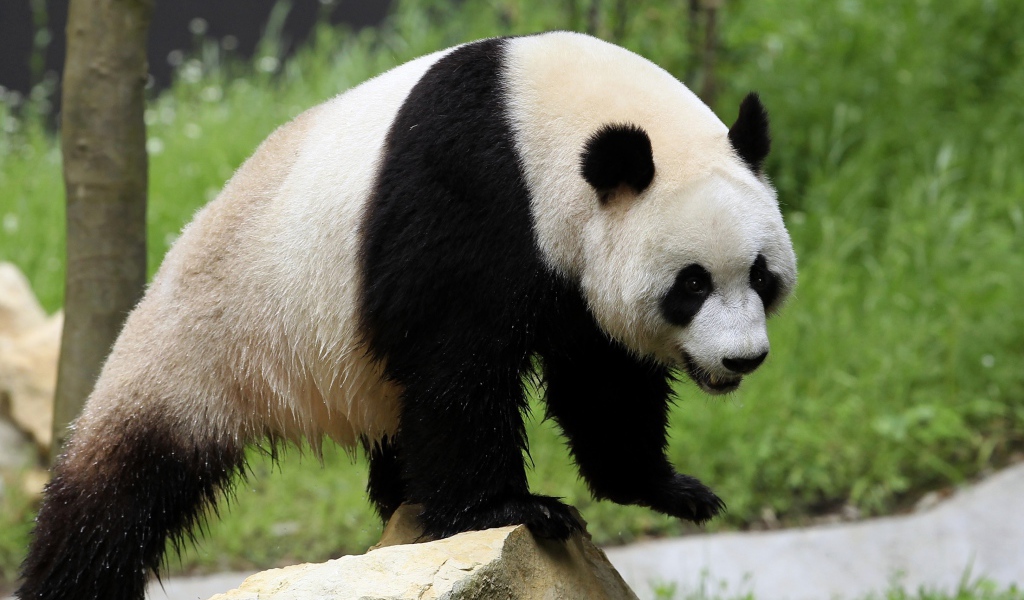 Мокрый большой медведь панда стоит на камне