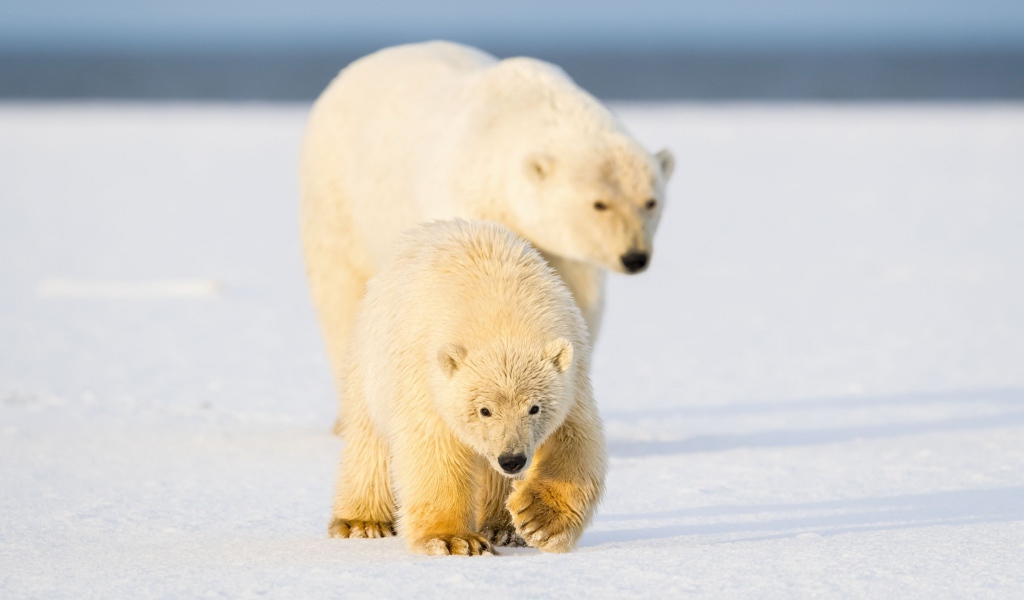 Белая медведица с медведица с медвежонком на снегу 