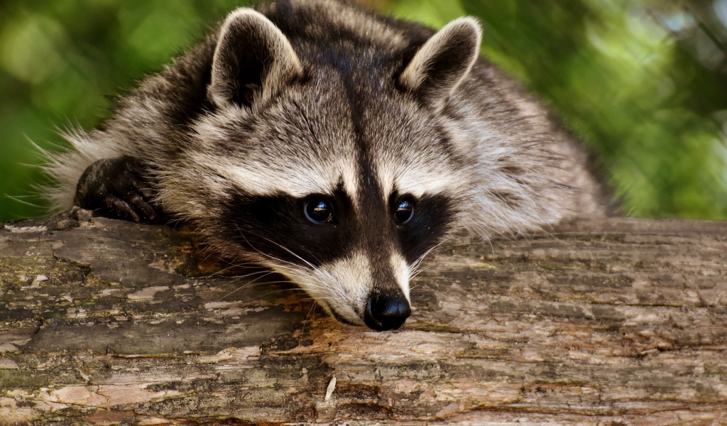 Грустный енот лежит на сухом дереве