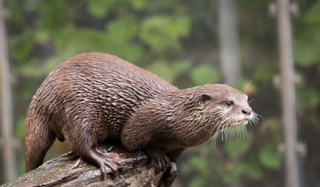 Мокрая выдра  стоит на дереве