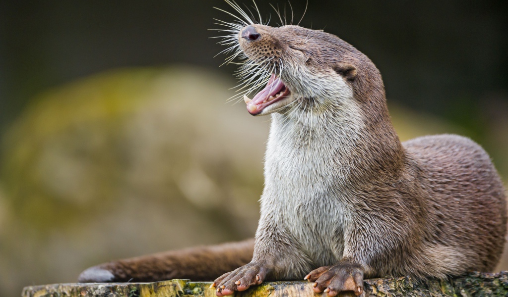 Забавная выдра зевает