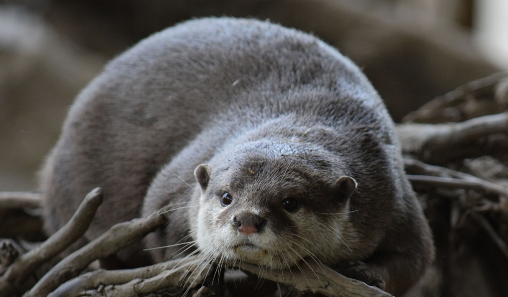 Серая выдра лежит на сухих ветках 
