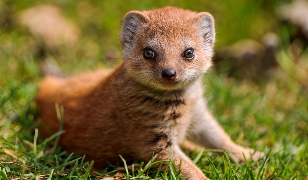 Маленький мангуст на зеленой траве