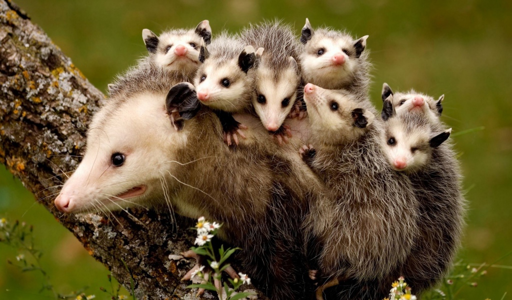 Мама опоссум с детенышами на спине 