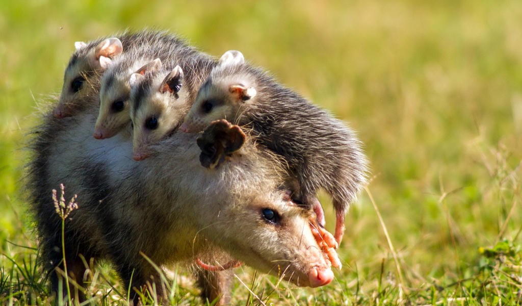 Opossum with cubs on the back