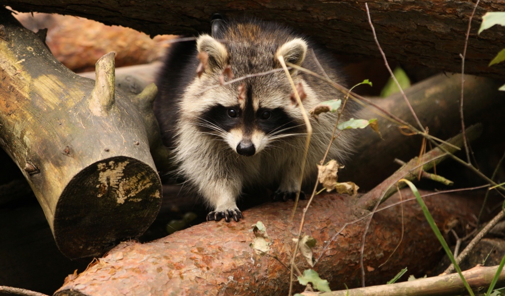 Енот сидит на деревянных пнях
