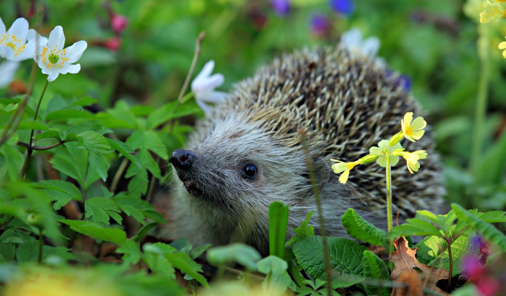 Колючий лесной еж стоит в цветах