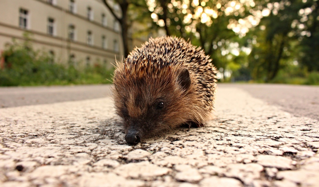 Колючий ежик стоит на тротуаре