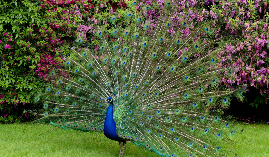 Красивый павлин распушил хвост 