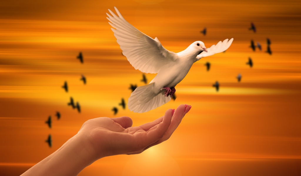 Красивый белый голубь взлетает с руки 