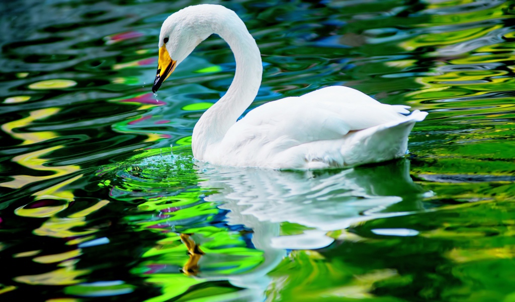 Красивый белый лебедь отражается в воде