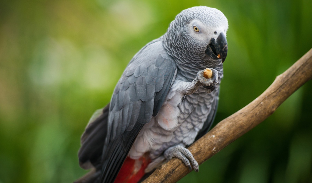 Серый попугай сидит на ветке