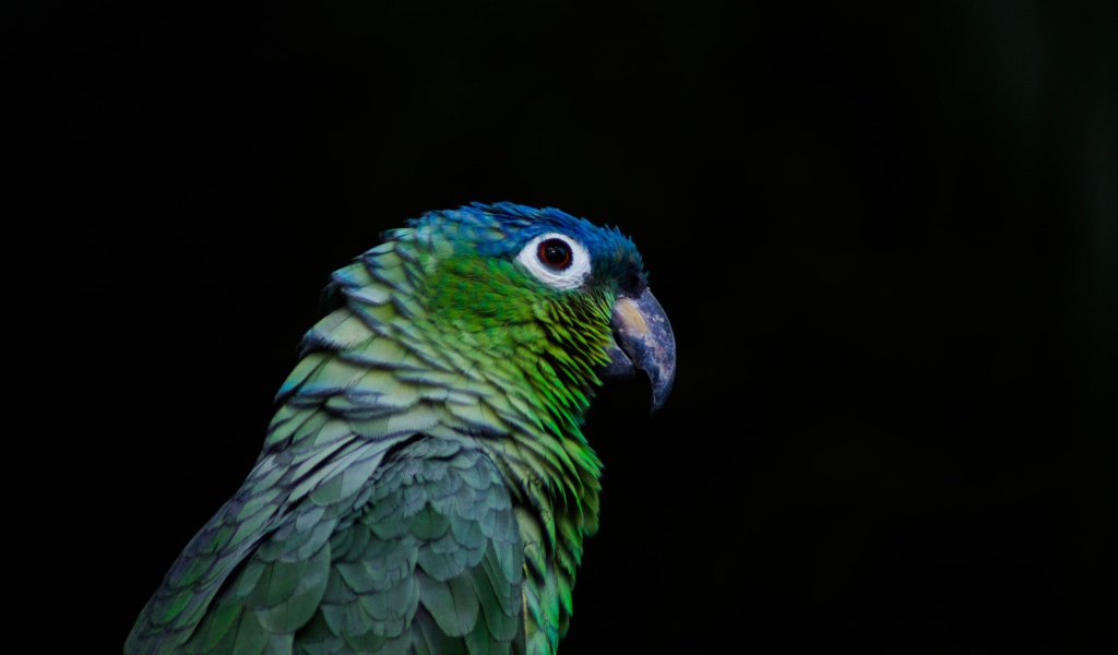 Зеленый попугай на черном фоне крупным планом