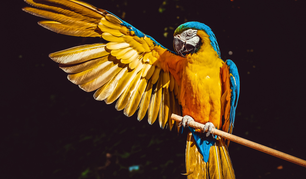 Большой сине-желтый попугай сидит на ветке