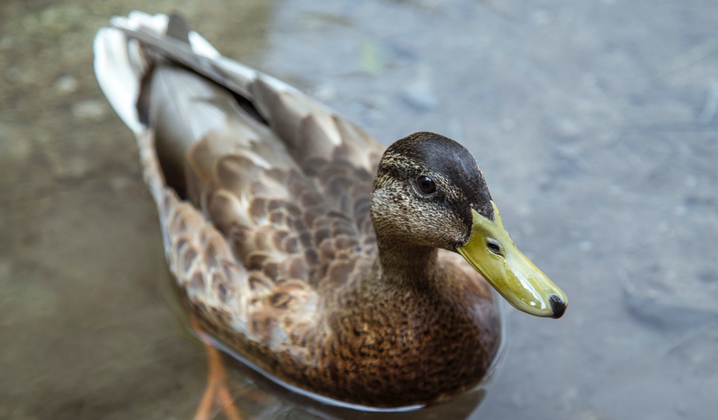 Большая серая утка плавает в воде