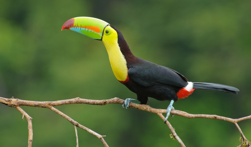 Большая птица тукан сидит на тонкой ветке дерева