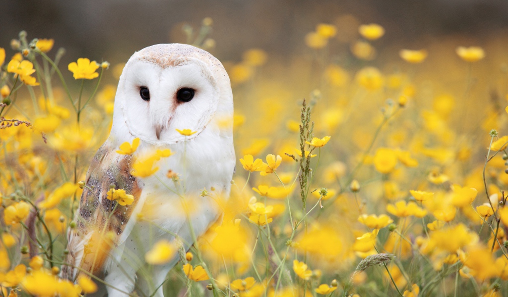 Большая белая сова сидит в желтых цветах