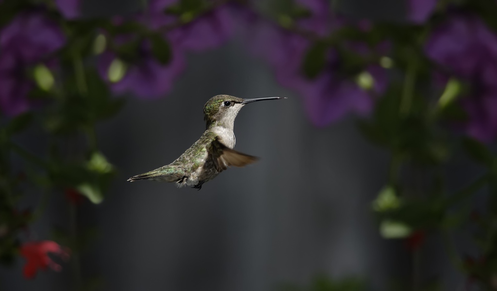 Маленькая птичка колибри крупным планом