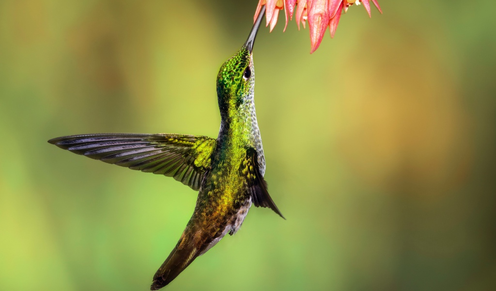 Маленькая птичка колибри собирает нектар на цветке