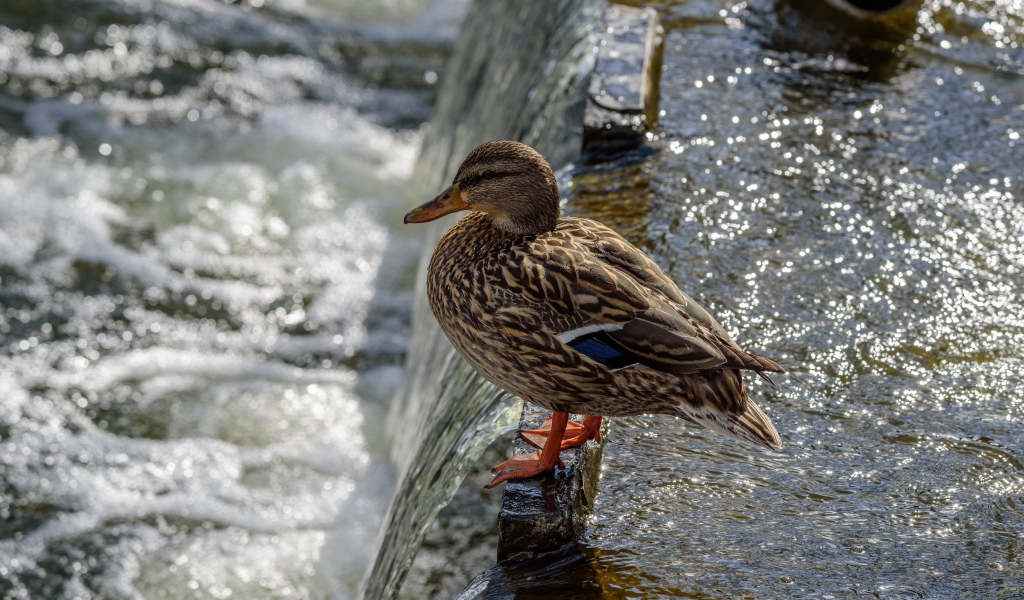 Маленькая серая утка у воды