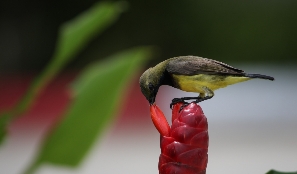 Маленькая птица колибри кормится на красном цветке