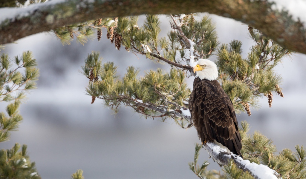 Белоголовый Орлан сидит на заснеженной ветке зимой
