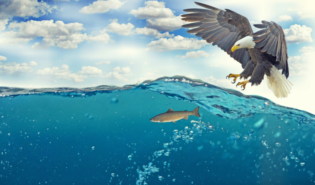 Белоголовый орлан ловит рыбу в воде 