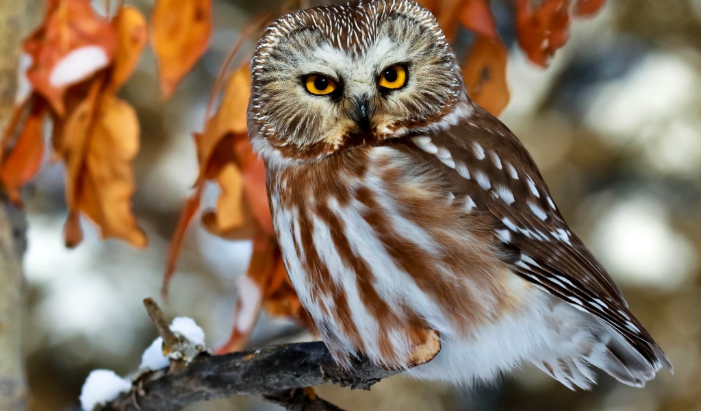 Красивая большая сова с желтыми глазами сидит на ветке