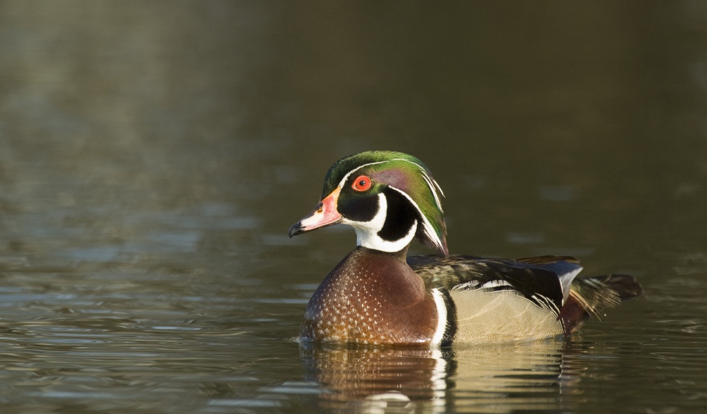 Красивая утка в воде крупным планом