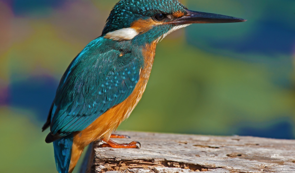 Красивая маленькая птичка зимородок сидит на дереве